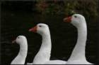 photo7_small.jpg